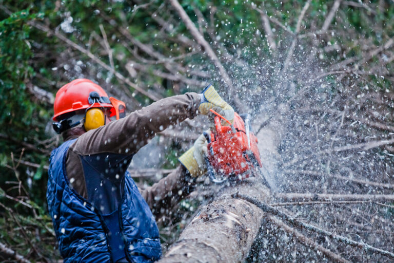 residential and commercial tree services